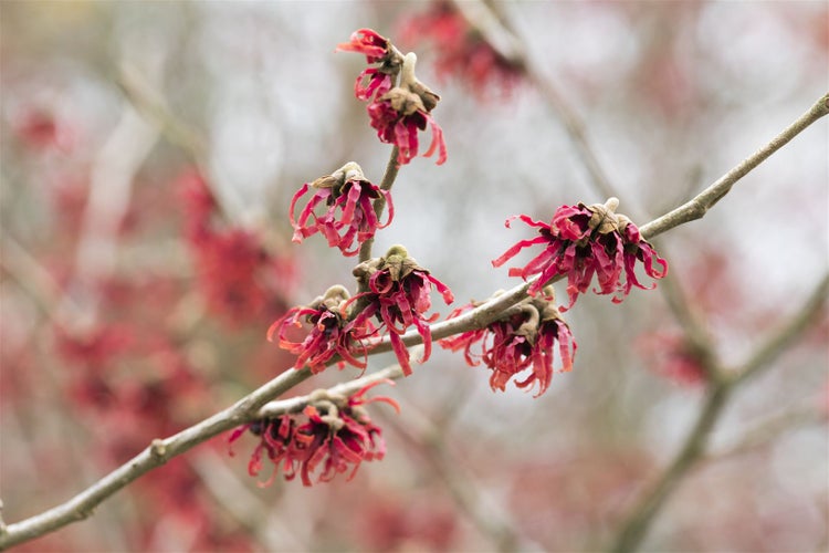 Hamamelis intermedia 'Rubin', Zaubernuss, rubinrot, 40–60 cm