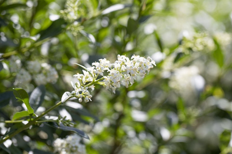 Ligustrum vulgare, Gewöhnlicher Liguster, 20–30 cm