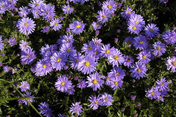 Aster dumosus 'Prof.Anton Kippenberg', Kissen-Aster, violett, ca. 9x9 cm Topf