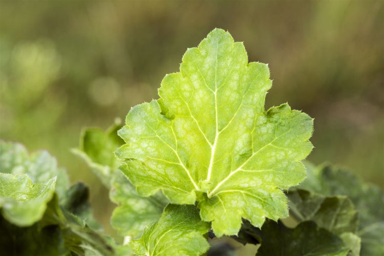 Heuchera americana 'Dale', Purpurglöckchen, grün, ca. 9x9 cm Topf