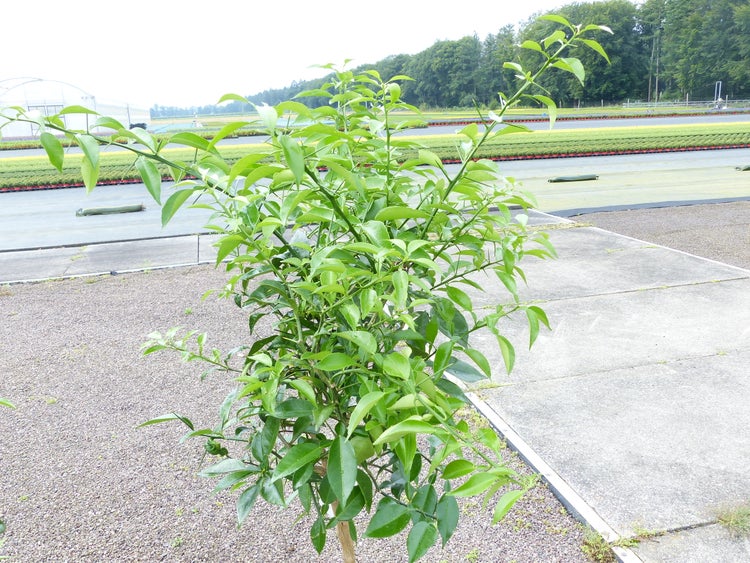 Weiße Fledermausblume (Tacca integrifolia) mit Substrat im Aufstellbeutel