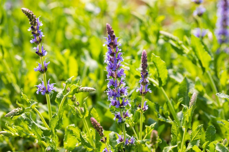 Salvia nemorosa 'Blauhügel', Steppensalbei, blau, ca. 9x9 cm Topf