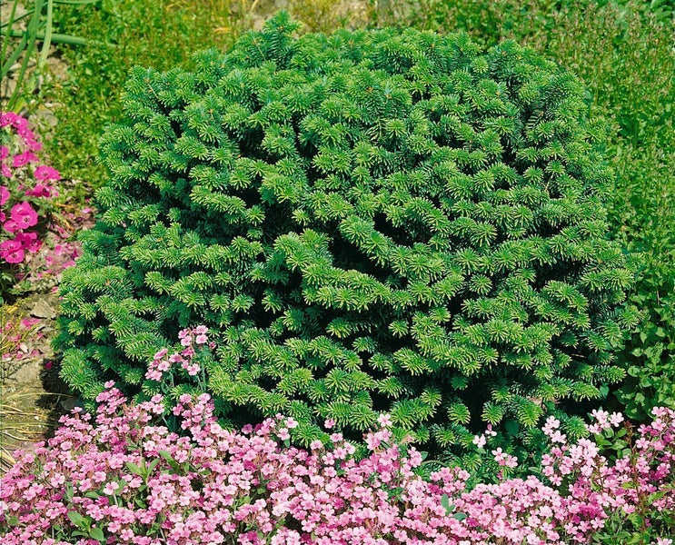 Zwerg-Balsamtanne Abies balsamea Nana im Gartenbeet umgeben von rosa Polsterblumen.