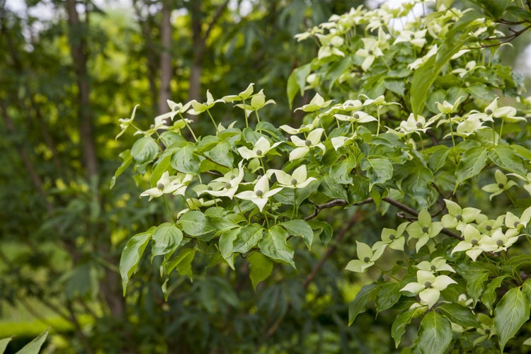 Cornus kousa chinensis, Chinesischer Blumen-Hartriegel, 80–100 cm