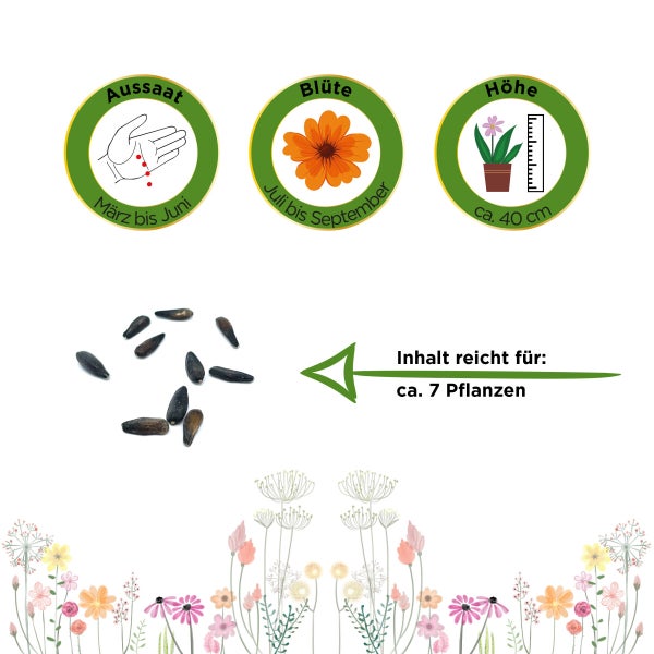 Zwergsonnenblume Pacino Gold Samen von Deine Gartenwelt