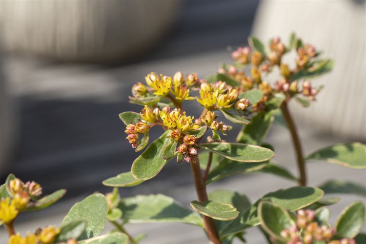Sedum kamtschaticum 'Variegatum', Fetthenne, buntlaubig, ca. 9x9 cm Topf