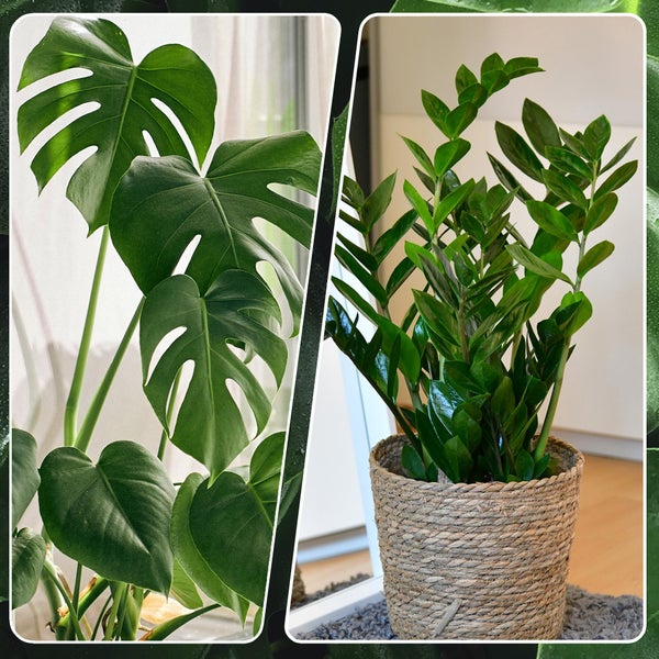 Bergpalme, Efeutute, Fensterblatt, Birken-Philodendron, Bogenhanf & Glücksfeder – 6er Box Zimmerpflanzen Starter-Set mit Übertöpfen - Höhe 20-70 cm - Töpfe ø 10,5-17 cm - Weiß-Natur Design