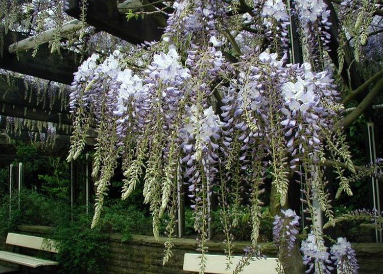 SAFLAX  - Blauregen - Wisteria sinensis - 4 Samen