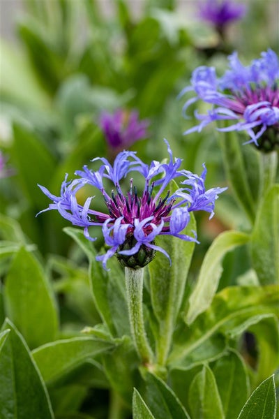 Centaurea montana, Berg-Flockenblume, blau, ca. 9x9 cm Topf