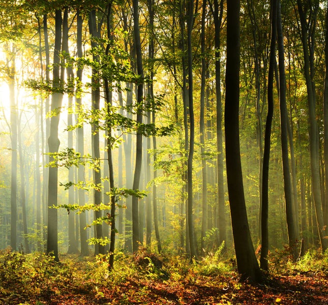 Sonnendurchfluteter Wald mit hohen Bäumen und dichtem Unterholz