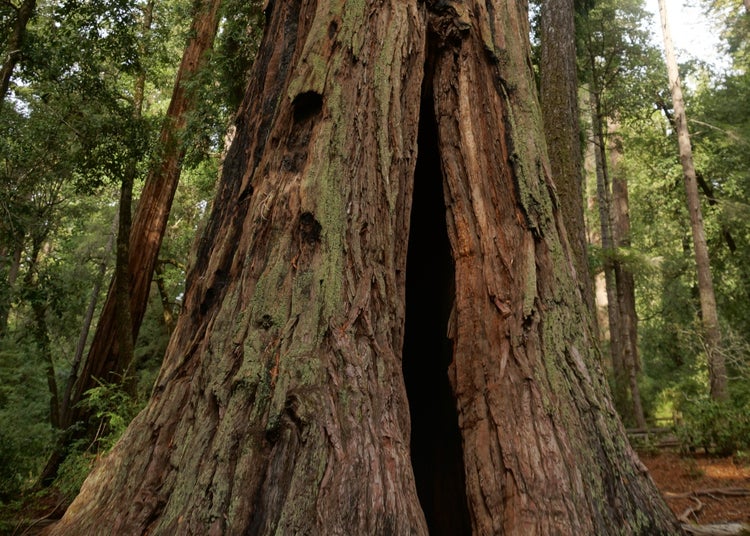SAFLAX Garden to go - Küsten - Mammutbaum - Sequoia sempervirens - 50 Samen - Mit Topf, Klima - Deckel und Anzuchtsubstrat
