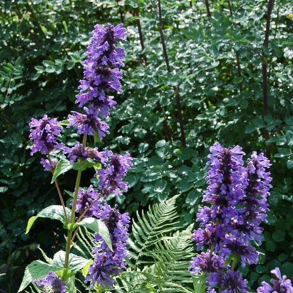 Nahaufnahme von Katzenminze im Garten.