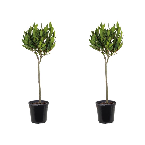 2x Laurus Nobilis Stängel - Küchenlorbeer - Strauch - Immergrün - ⌀21 cm - 90-100 cm