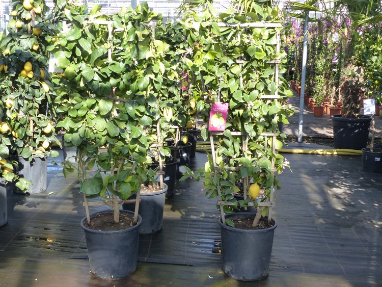 Spalier Zitrone 160 cm, Citrus Limon am Spalier, Zitronenbaum, Zitrus