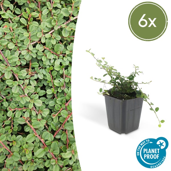 Sechser Set Kriechmispel Cotoneaster im Pflanztopf, immergrüner Bodendecker mit kleinen Blättern, Planet Proof zertifiziert.