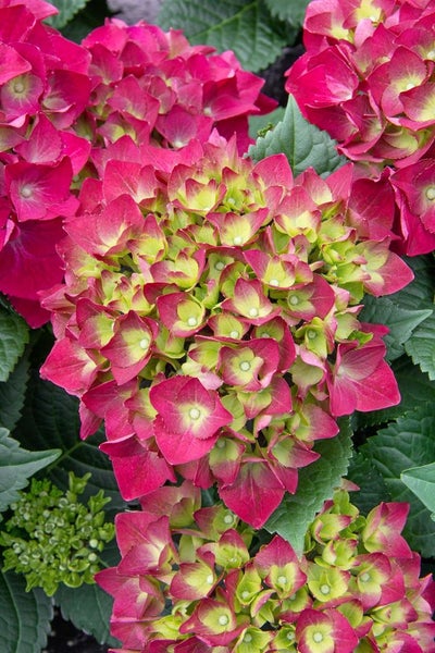 Nahaufnahme einer Hortensie mit Blüten