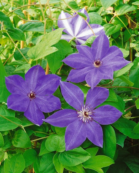 Clematis Hybride 'Elsa Späth', großblumig, violett, 60–100 cm