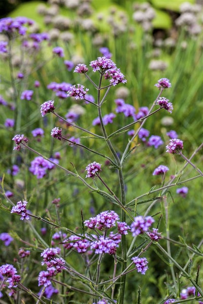 Verbena bonariensis 'Lollipop', Eisenkraut, violett, ca. 9x9 cm Topf