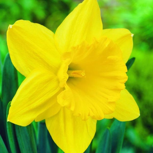 Gelbe Narzissenblüte mit grünen Blättern