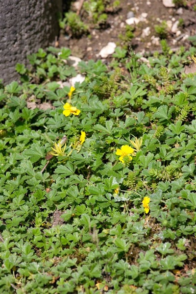 Potentilla neumanniana, Fingerkraut, gelb, ca. 9x9 cm Topf