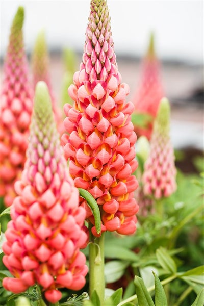 Lupinus polyphyllus 'Edelknabe', Lupine, rosa, ca. 11x11 cm Topf