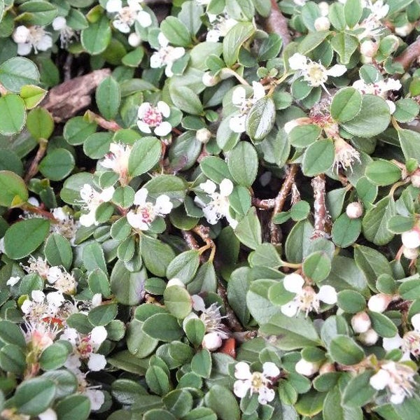 Im Bild ist eine Teppichmispel mit grünen Blättern und kleinen weißen Blüten zu sehen.