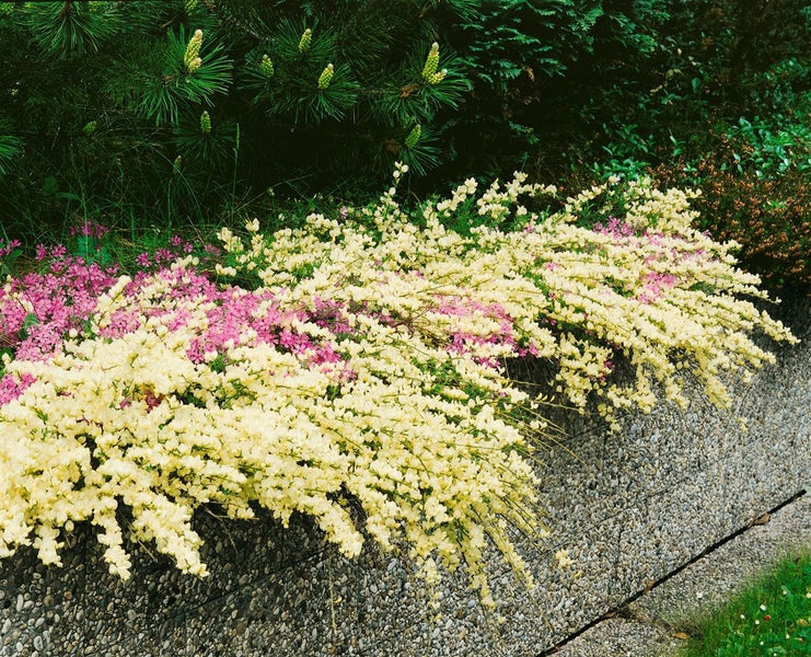 Cytisus kewensis, Besenginster, cremegelb, 20–30 cm