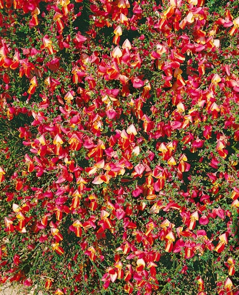Cytisus scoparius 'Goldfinch', Besenginster, gelb, 40–60 cm