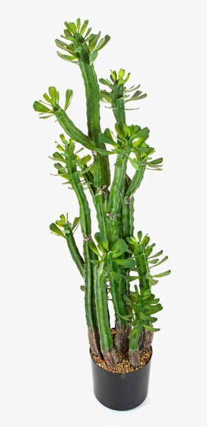 Euphorbia trigona Sukkulente mit gerippten grünen Stielen und kleinen Blättern in schwarzem Kunststofftopf mit Kies.