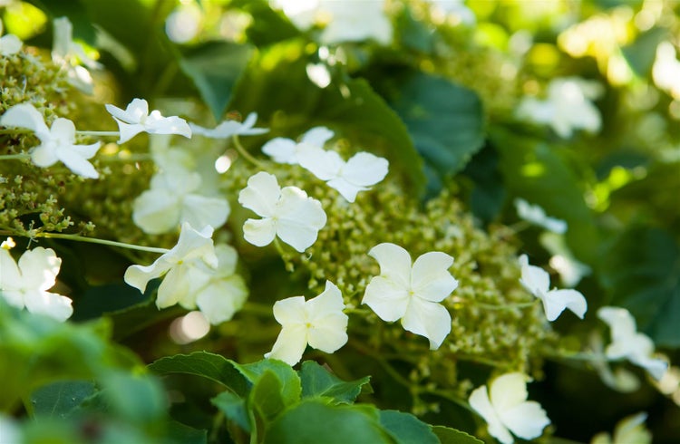 Hydrangea petiolaris, Kletterhortensie, weiß, 125–150 cm