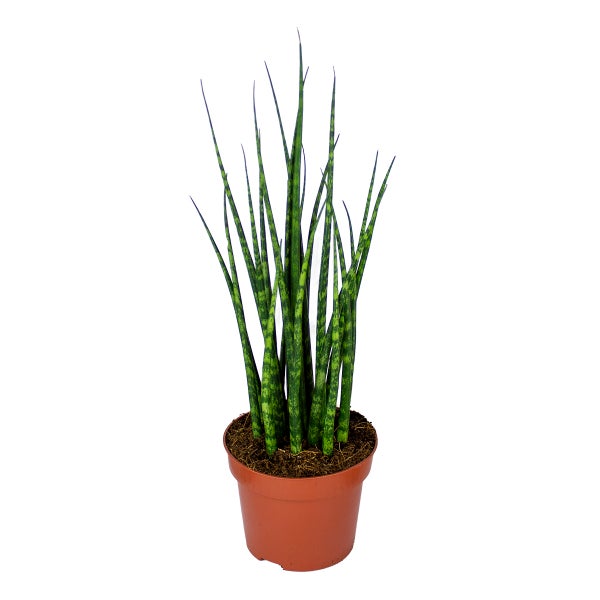 Sansevieria 'Fernwood Mikado' Juwelen | Zimmerpflanze im Kinderzimmertopf ⌀12 cm - ↕25-35 cm