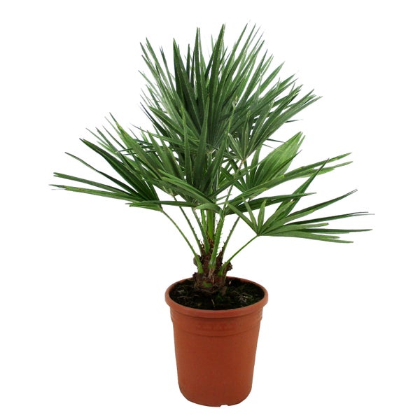 Chamaerops 'Humilis' - Europäische Zwergpalme - Palme - Winterhart – ⌀21 cm - ↕70-80 cm