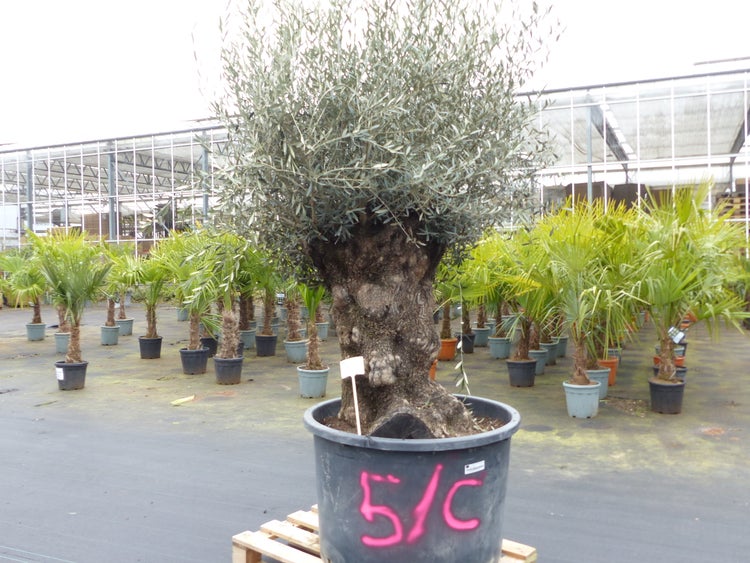 genau diesen Baum Nr. 5/C, 250 cm, Olivenbaum, knorrige alte urige Olive winterhart