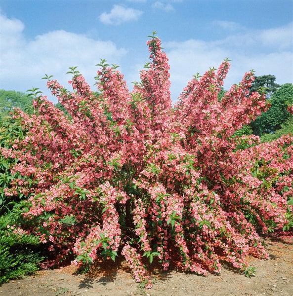Weigela 'Rosea', Weigelie, rosa Blüten, 80–100 cm