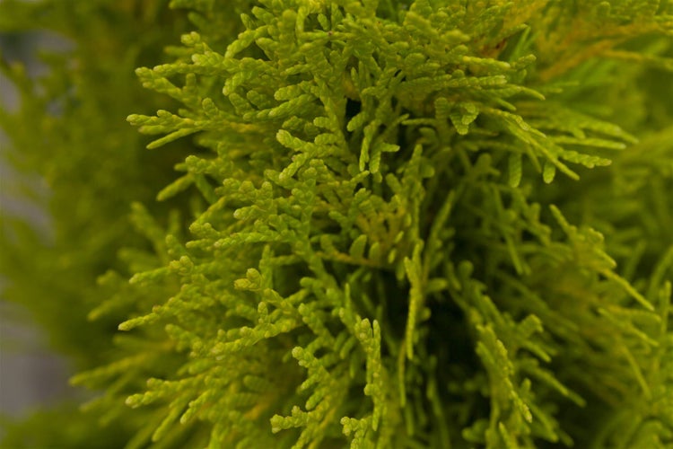 Thuja occidentalis 'Golden Smaragd', Lebensbaum, goldgrün, 60–80 cm