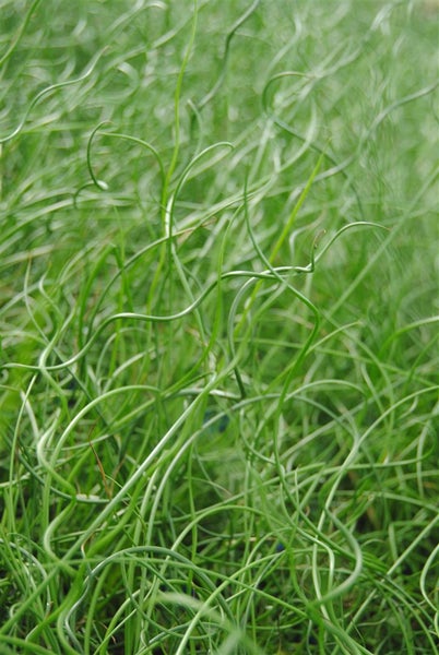Juncus effusus, Flatter-Binse, ca. 9x9 cm Topf