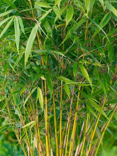 Fargesia robusta 'Pingwu', Bambus, 125–150 cm
