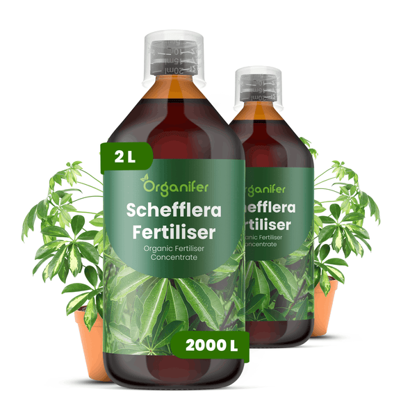 Zwei Flaschen Organifer biologischer Schefflera Dünger Konzentrat, 2 Liter, mit Schefflera Zimmerpflanzen im Hintergrund.