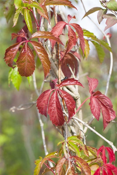 Parthenocissus quinquefolia 'Engelmannii', Wilder Wein, 80–100 cm