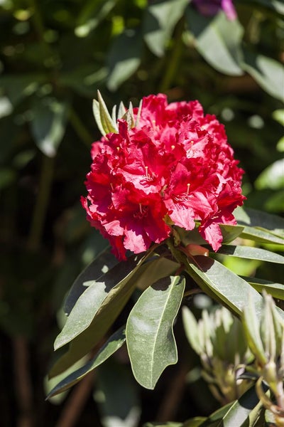 Rhododendron Hybr. 'Roter Korsar', rot, 40–50 cm