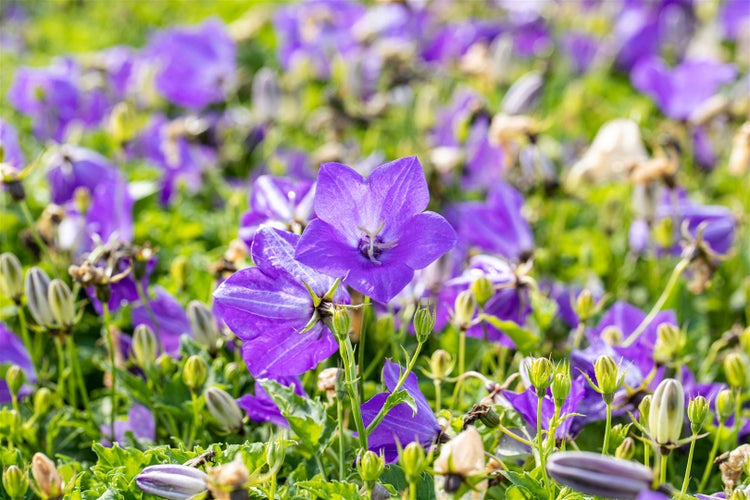 Campanula carpatica 'Blaue Clips', Glockenblume, blau, ca. 9x9 cm Topf