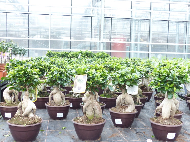Ficus Ginseng Bonsai 43 - 45 cm Feng Shui Zimmerpflanze in Bonsaischale