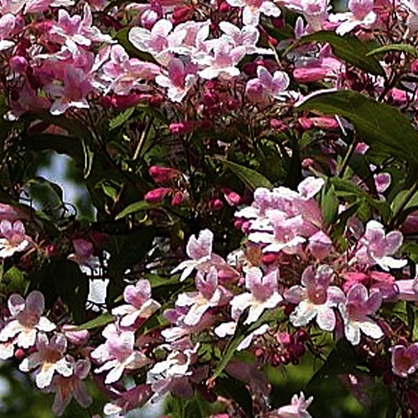 Blütenstrauch mit zarten Blüten