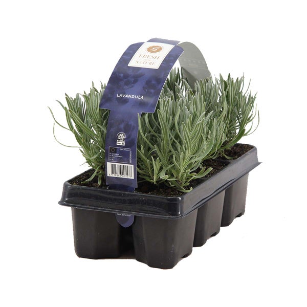 2x 6er-Pack - Lavandula Angustifolia - Lavendel - Strauch - Winter Herz – ⌀15-20 cm