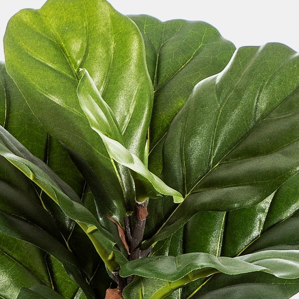 Detailansicht der grünen Blätter einer künstlichen Geigenfeige Ficus lyrata.