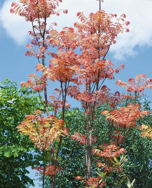 Essigbaum mit rot gefärbten Blättern vor blauem Himmel