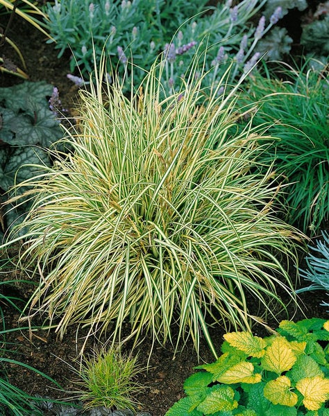 Acorus gramineus 'Variegatus', Kalmus, grün-weiß, 2 Liter Container