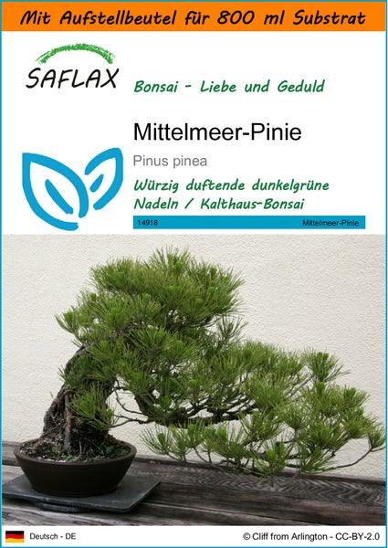 SAFLAX Garden in the bag - Mittelmeer-Pinie - Pinus pinea - 6 Samen - Mit Anzuchtsubstrat im praktischen, selbst aufstellenden Beutel