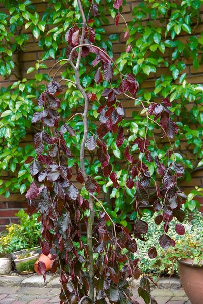 Trauerbuche im Garten mit rot-violetten Blättern