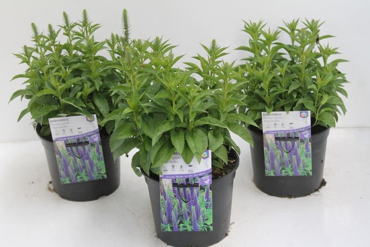 Drei Ehrenpreis Pflanzen in Töpfen